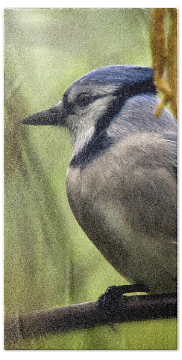 Bird Hand Towel featuring the photograph Blue Jay On A Misty Spring Day - Square Format by Lois Bryan