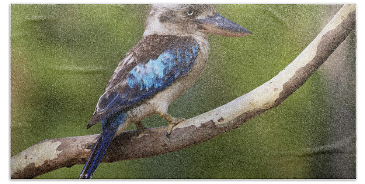 Martin Willis Bath Towel featuring the photograph Blue-winged Kookaburra Queensland by Martin Willis