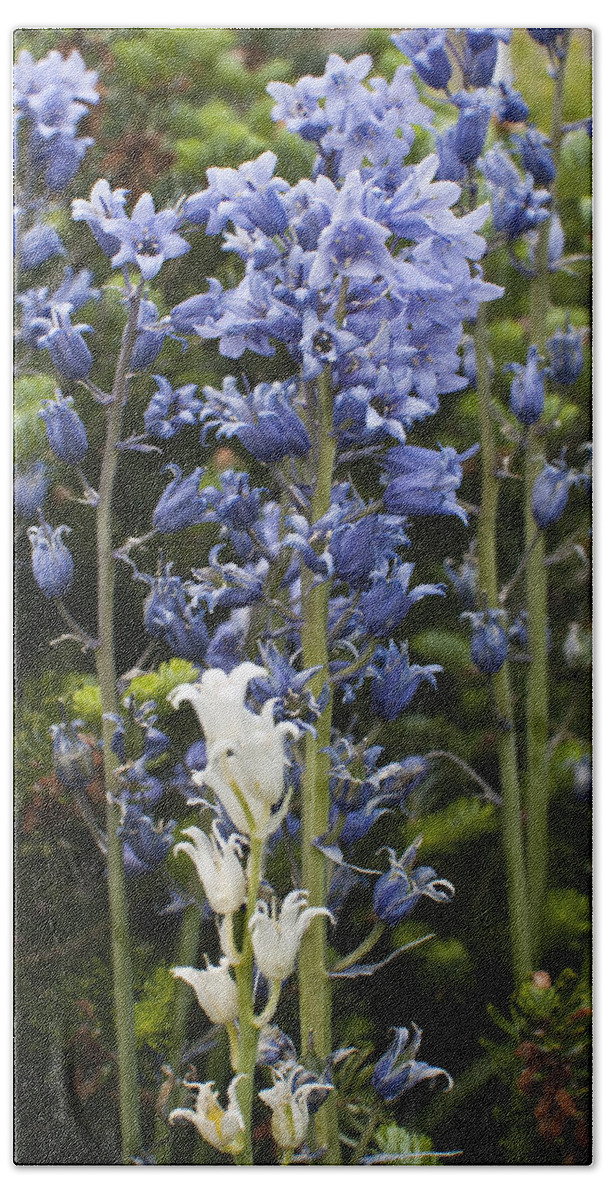 Bluebell Hand Towel featuring the photograph Bluebells 8 by Steve Purnell