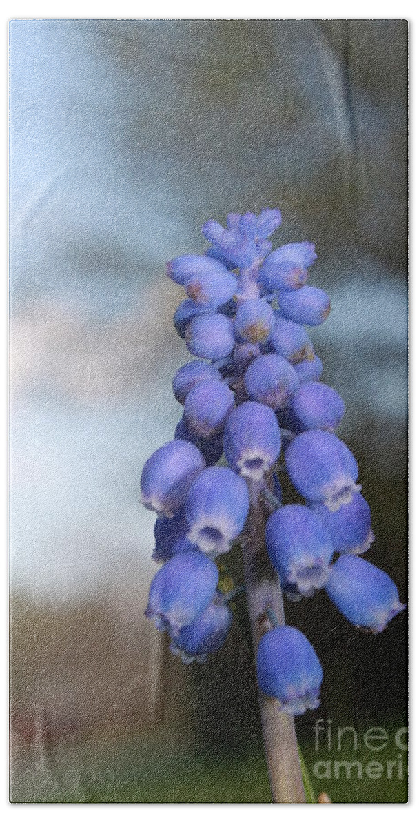 Bluebells Bath Towel featuring the photograph Common Grape Hyacinth by Jennifer E Doll