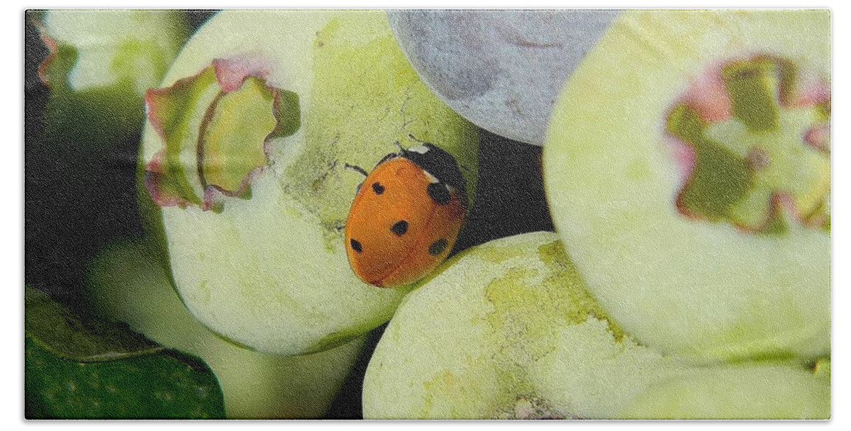 Ladybug Bath Towel featuring the photograph Blueberry Ladybug by Gallery Of Hope 