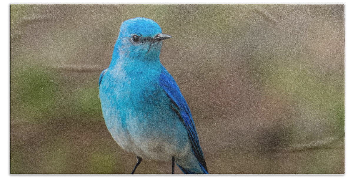 Bluebird Hand Towel featuring the photograph Bluebird In Yellowstone Spring by Yeates Photography