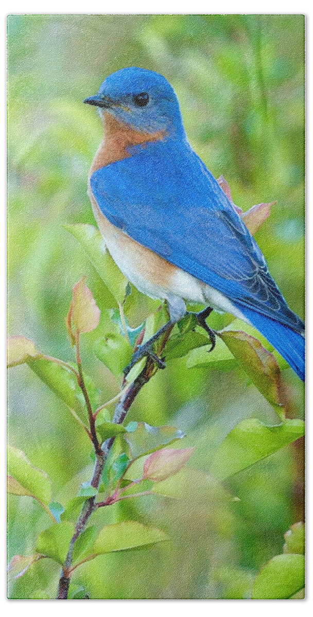 Bluebird Bath Sheet featuring the photograph Bluebird Joy by William Jobes