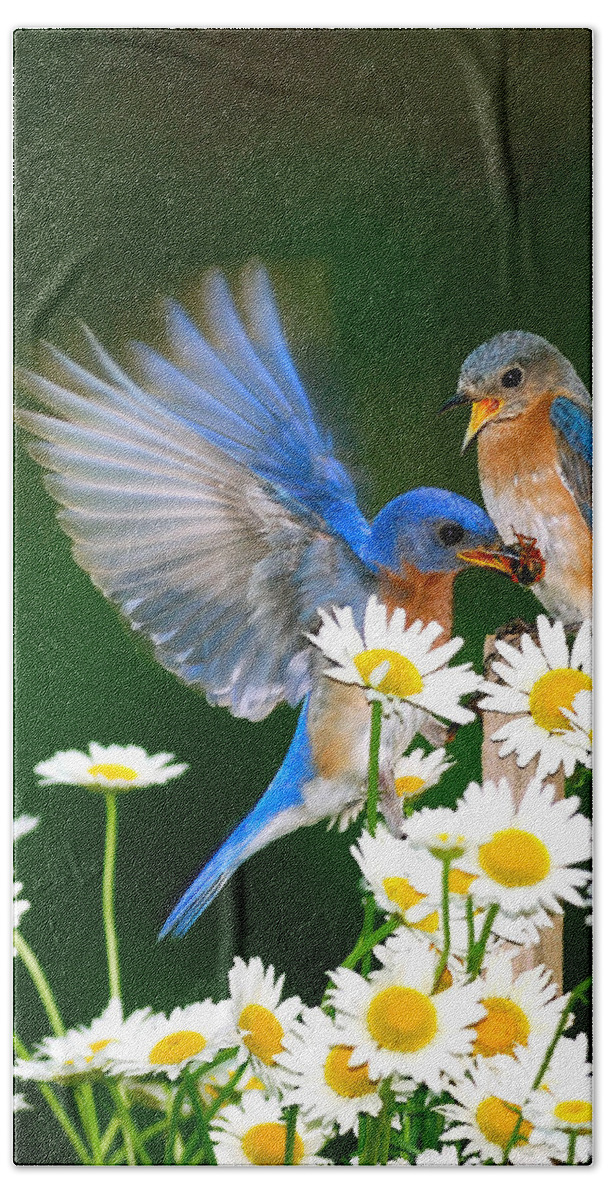Bluebirds Bath Towel featuring the photograph Bluebirds and Daisies by Randall Branham