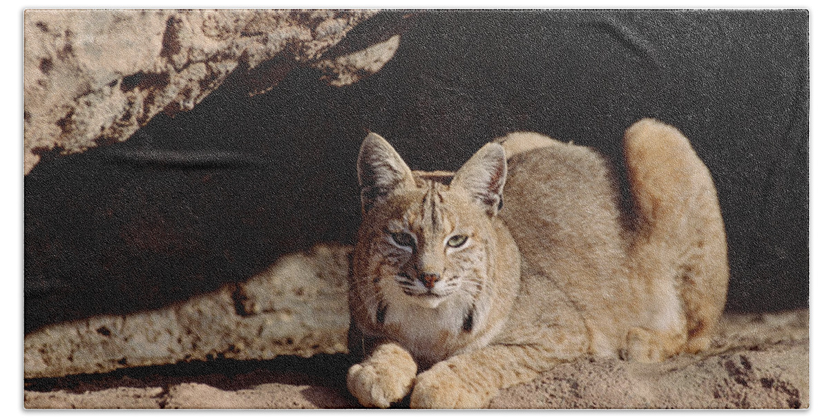 Feb0514 Bath Towel featuring the photograph Bobcat Adult Resting On Rock Ledge by Tim Fitzharris