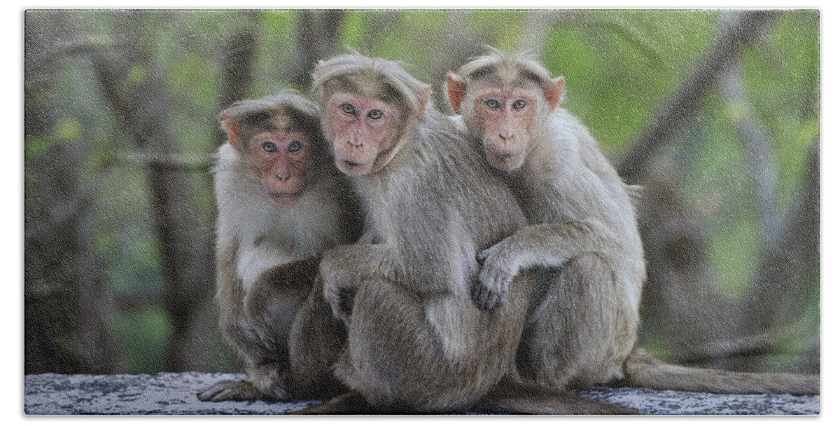 Thomas Marent Hand Towel featuring the photograph Bonnet Macaque Trio Huddling India by Thomas Marent