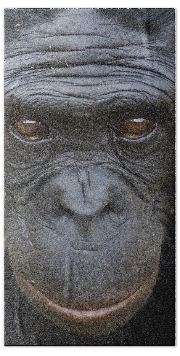 Feb0514 Bath Towel featuring the photograph Bonobo Portrait by San Diego Zoo