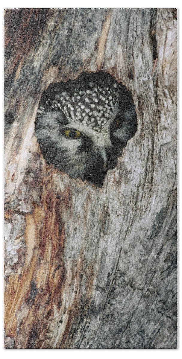 Feb0514 Hand Towel featuring the photograph Boreal Owl In Tree Cavity Alaska by Michael Quinton
