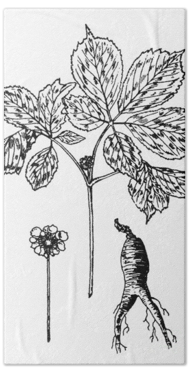 1818 Hand Towel featuring the photograph Botany: Ginseng, 1818 by Granger