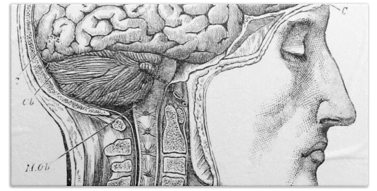 Science Bath Towel featuring the photograph Brain From Right Side, 1883 by British Library