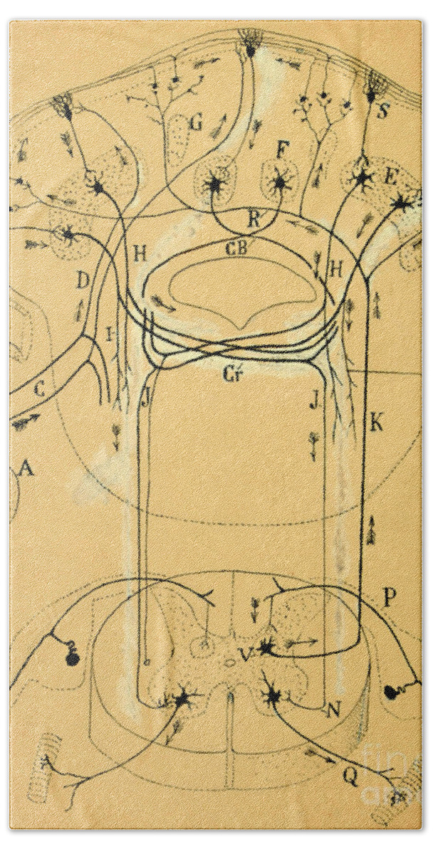 Vestibular Connections Bath Towel featuring the drawing Brain Vestibular Sensor Connections by Cajal 1899 by Science Source