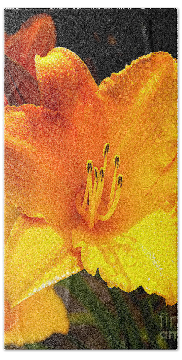 Bright Yellow Blossom Daylily With Rain Drops Fine Art Photography Prints Home Decor Office.yellow Daylilies Bath Towel featuring the photograph Bright Yellow Daylily Flower by Jerry Cowart