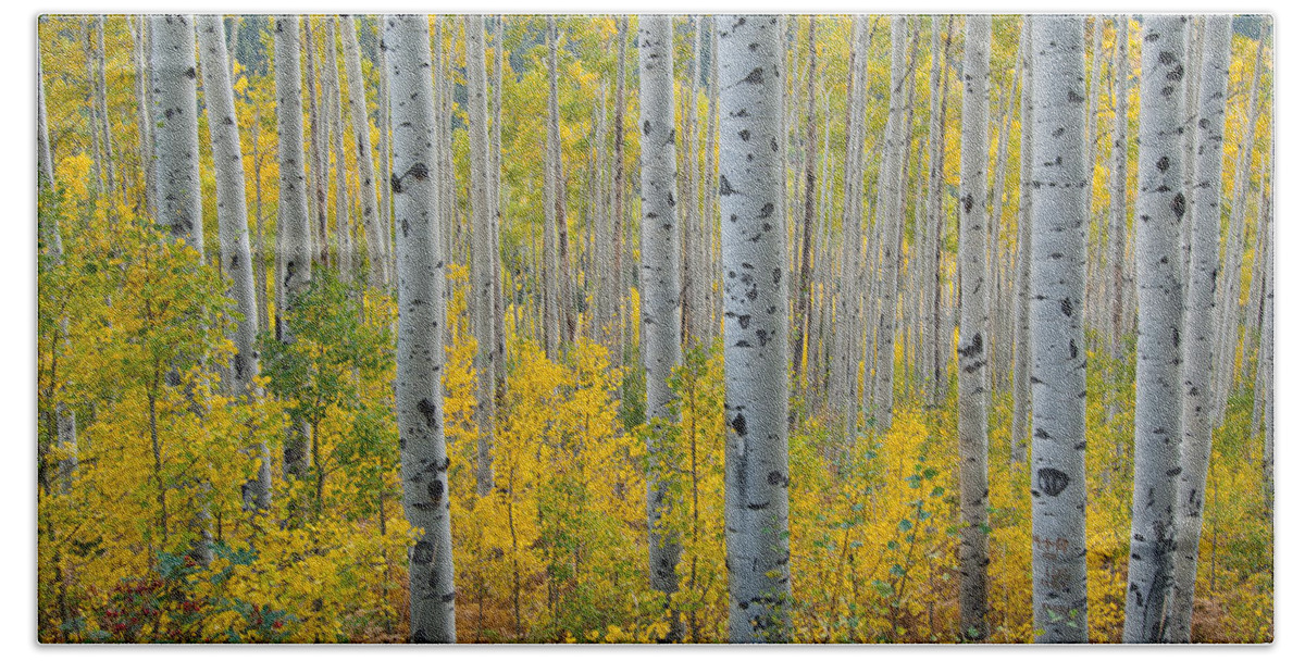 Forest Bath Towel featuring the photograph Brilliant Colors of the Autumn Aspen Forest by Cascade Colors