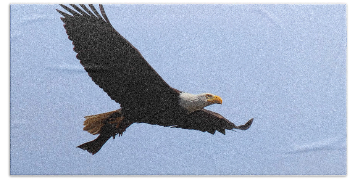 Bald Eagle Bath Towel featuring the photograph Bringing Home Dinner by Randy Hall