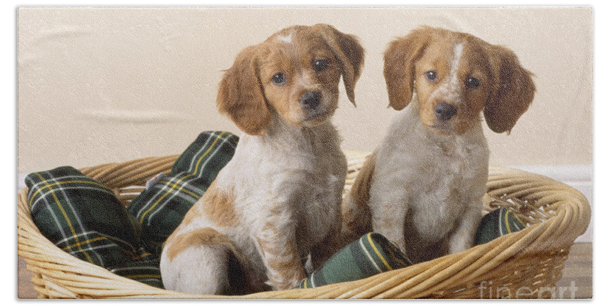 Brittany Bath Sheet featuring the photograph Brittany Dog Puppies In Basket by John Daniels