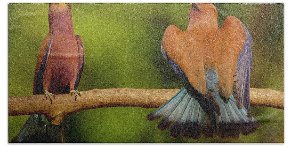 00217600 Hand Towel featuring the photograph Broad-billed Roller Courtship by Pete Oxford