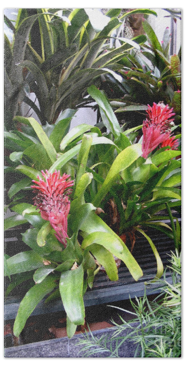 Bromeliads at the Biltmore Estates Bath Towel by Marian Bell
