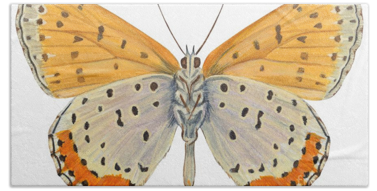 Zoology; No People; Horizontal; Close-up; Full Length; White Background; One Animal; Animal Themes; Nature; Wildlife; Symmetry; Fragility; Wing; Animal Pattern; Antenna; Entomology; Illustration And Painting; Spotted; Yellow; Bronze Bath Towel featuring the drawing Bronze copper butterfly by Anonymous