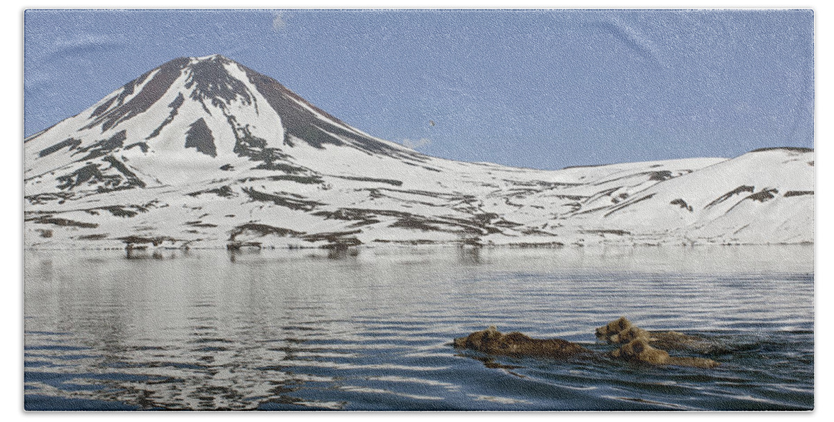 Feb0514 Bath Towel featuring the photograph Brown Bear And Cubs Swimming Kamchatka by Sergey Gorshkov