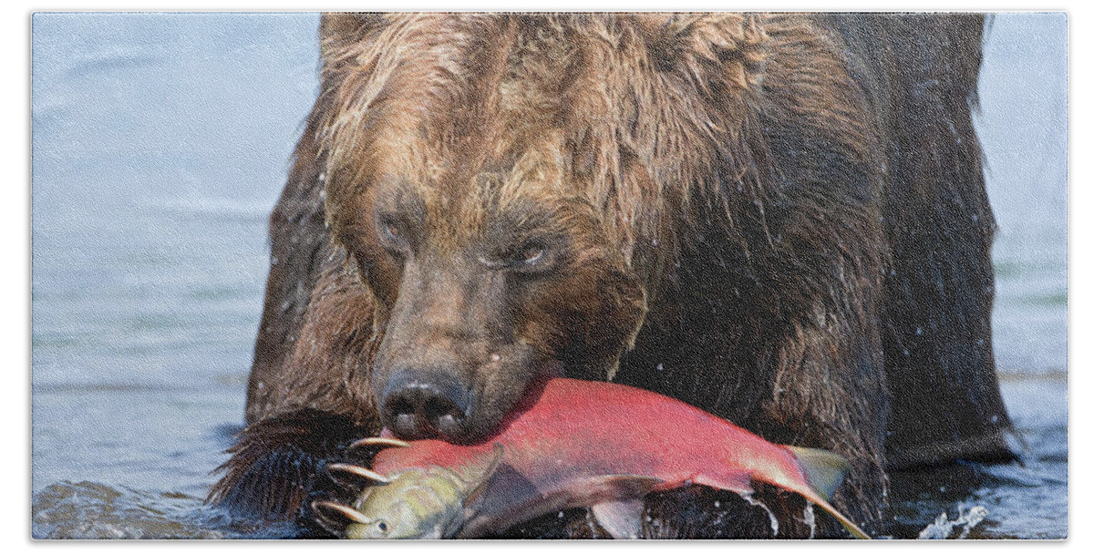 00782125 Bath Towel featuring the photograph Brown Bear Ursus Arctos Feeding by Sergey Gorshkov