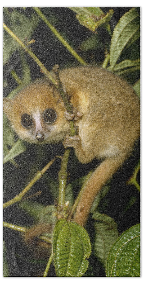 Feb0514 Bath Towel featuring the photograph Brown Mouse Lemur Madagascar by Konrad Wothe