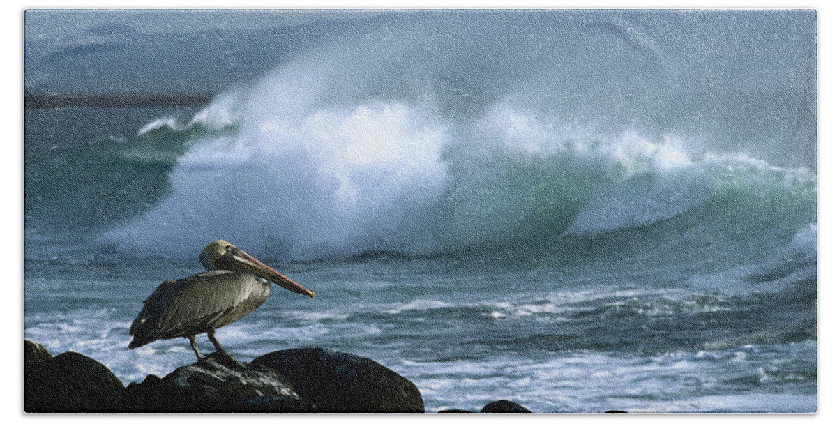 Feb0514 Bath Towel featuring the photograph Brown Pelican And Waves Galapagos by Konrad Wothe