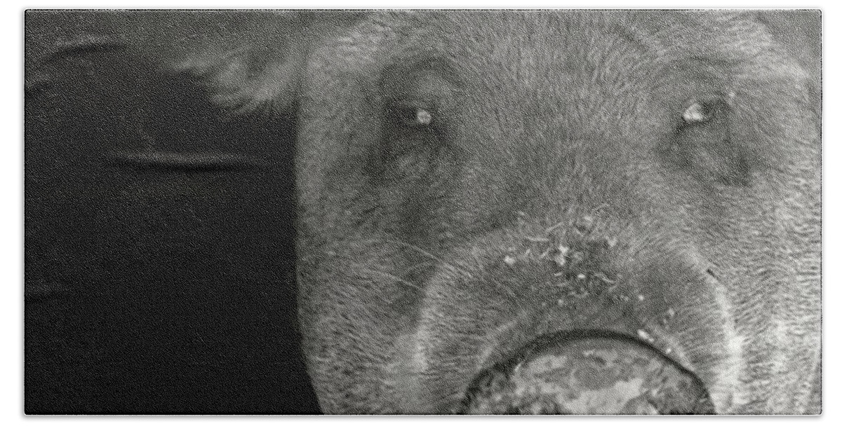 Pig Photo Hand Towel featuring the photograph Pig photo black and white photo by Marysue Ryan