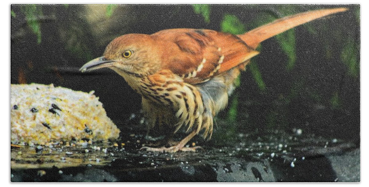 Tozostoma Rufum Bath Towel featuring the photograph Brown Thrasher by Dennis Baswell