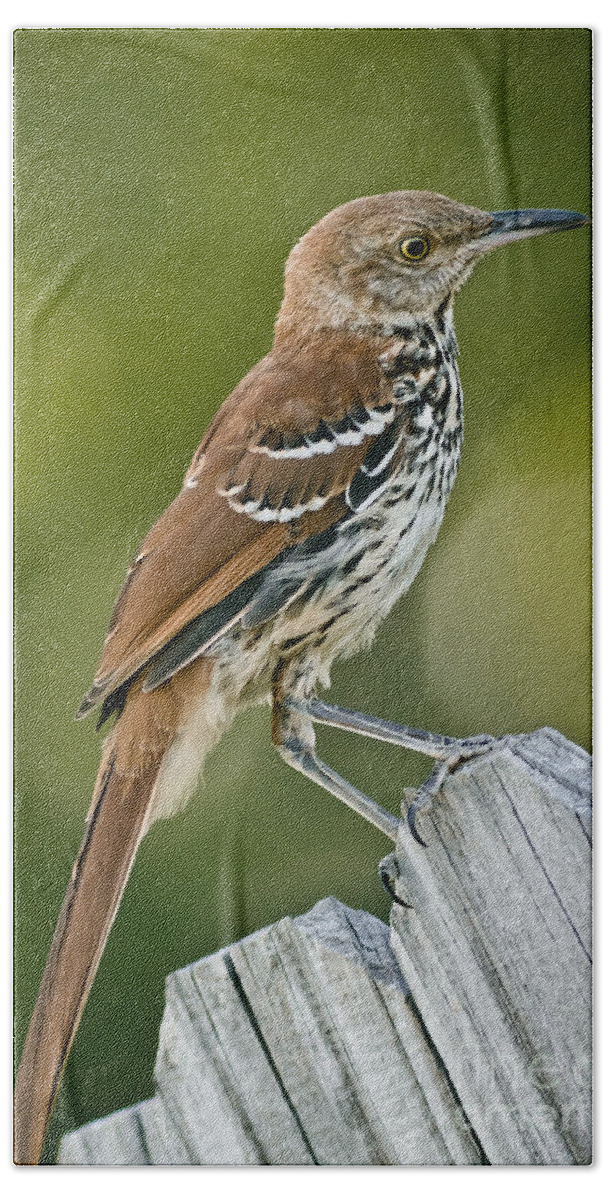 Animal Bath Towel featuring the photograph Brown Thrasher by Robert Frederick