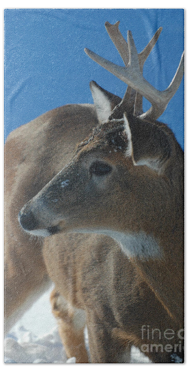 8-point Buck Bath Towel featuring the photograph Buck profile by Joan Wallner