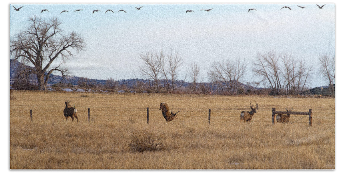 Deer Jumping Phoograph Bath Towel featuring the photograph Bucks and Geese by Jim Garrison