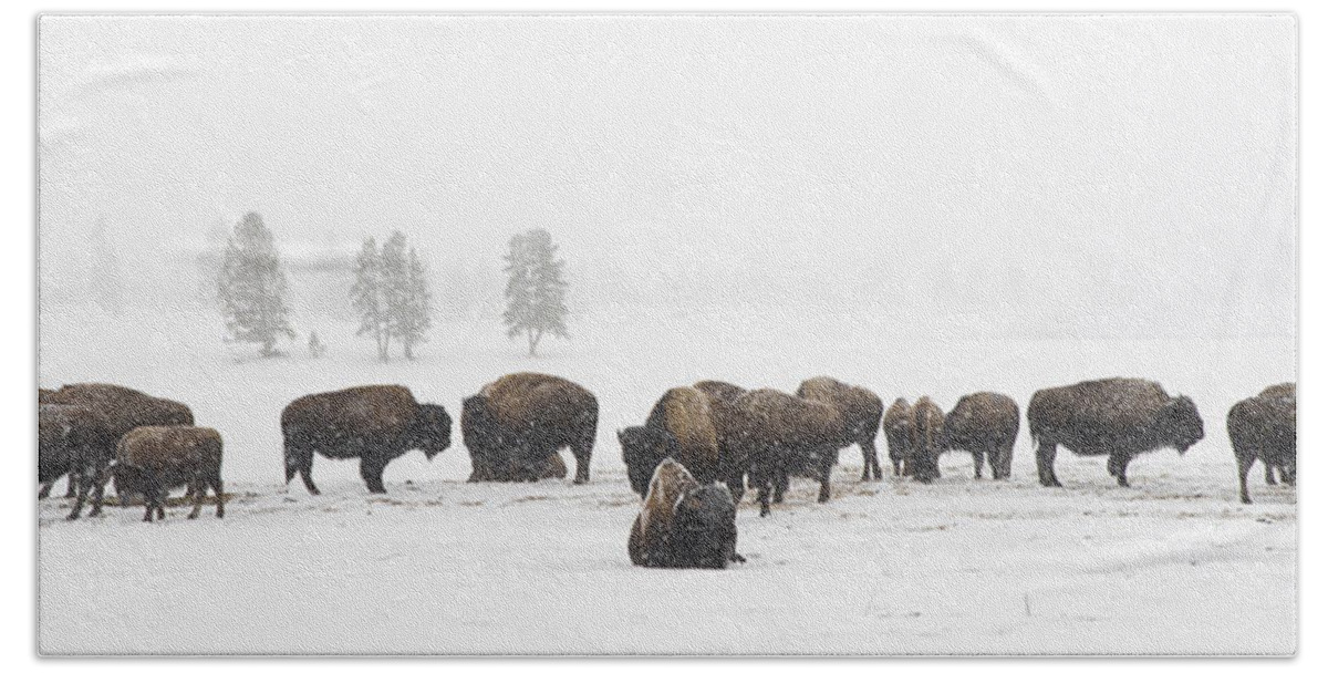 Yellowstone Bath Towel featuring the photograph Buffalo Herd in Snow by Bill Cubitt