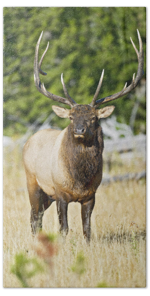 Bull Bath Towel featuring the photograph Bull Elk IIII by Gary Langley