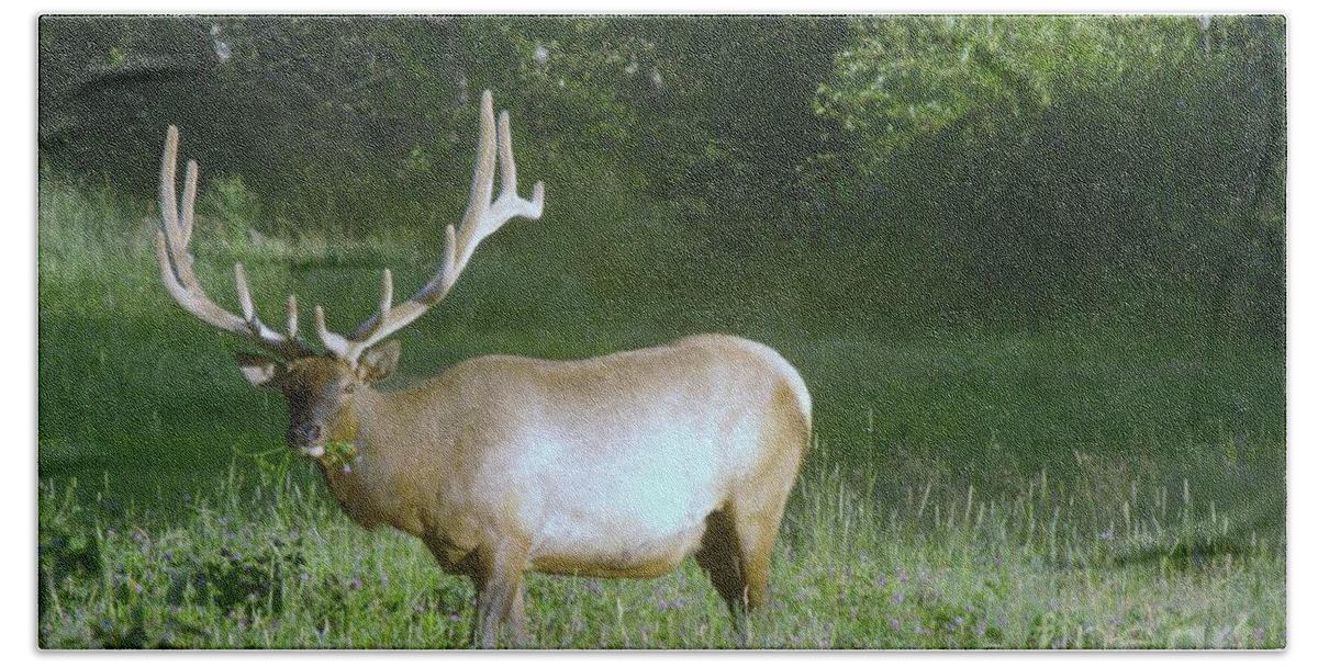 Wildlife Bath Towel featuring the photograph Bull Elk In A Meadow  by Jeff Swan