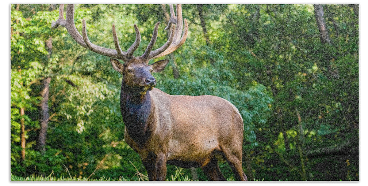 6x6 Hand Towel featuring the photograph Bull Elk by Ronald Lutz
