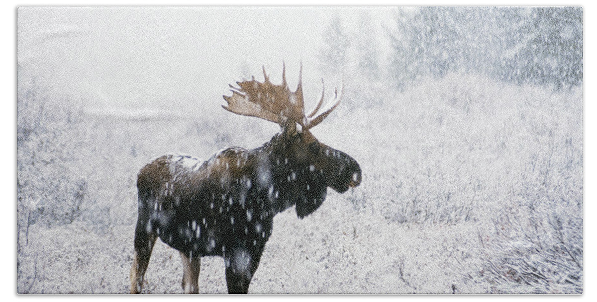 Fauna Bath Towel featuring the photograph Bull Moose In Snow by Ken M Johns