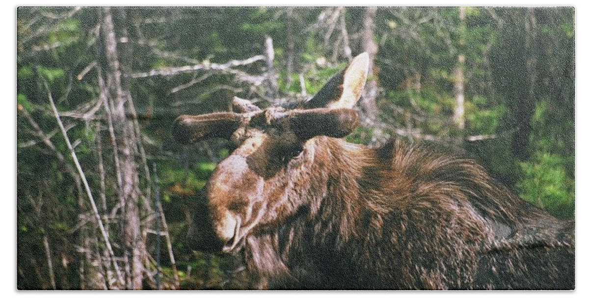 Moose Bath Towel featuring the photograph Bull moose in spring by David Porteus