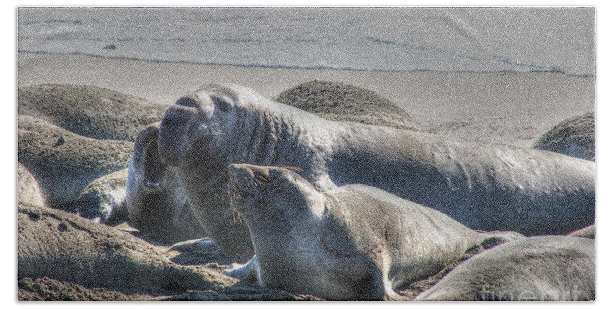 Bull Seal Bath Towel featuring the photograph Bull Seal by Tap On Photo