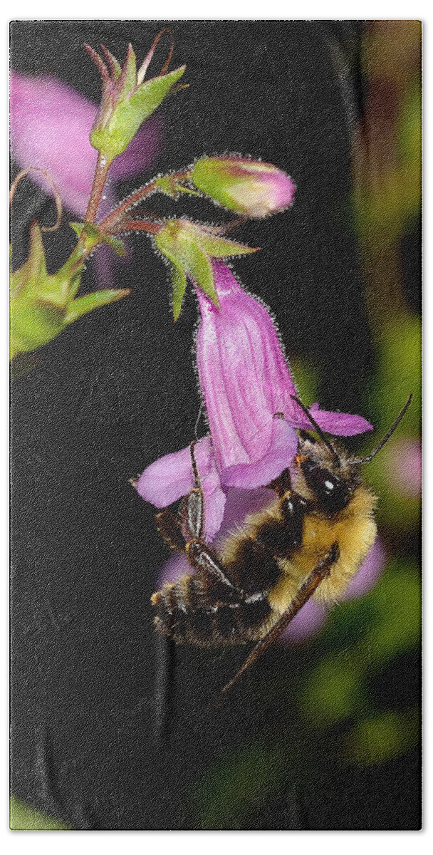 Bumble Bee Hand Towel featuring the photograph Bumble Bee on Violet Flower by William Jobes