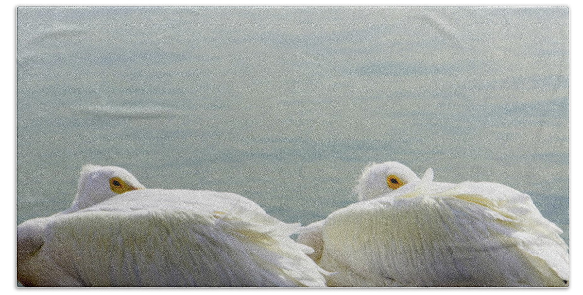 White Pelicans Bath Towel featuring the photograph Bundled Up by Laurie Perry