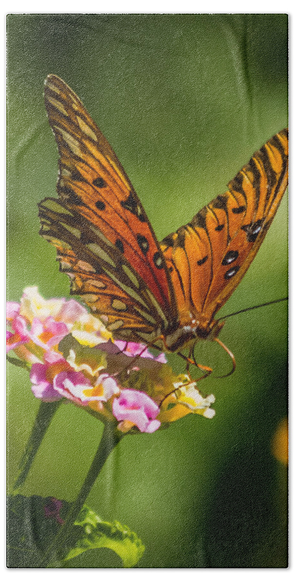 Butterfly Hand Towel featuring the photograph Busy butterfly by Jane Luxton