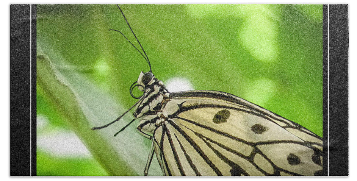 Butterfly Bath Towel featuring the photograph Butterfly 2 by Will Wagner