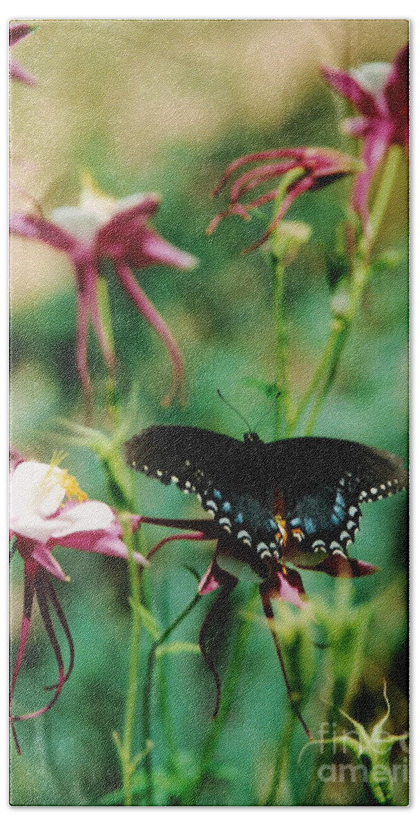 Butterfly Hand Towel featuring the photograph Butterfly and Pink Columbine by Heather Kirk