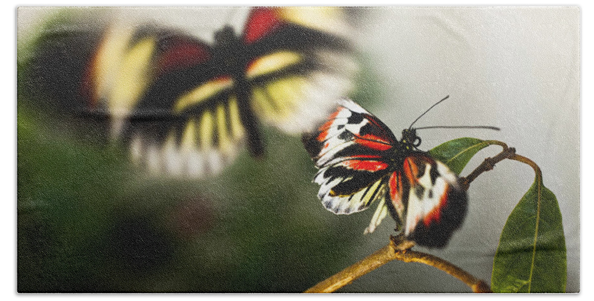 Butterfly Bath Towel featuring the photograph Butterfly In Flight by Bradley R Youngberg