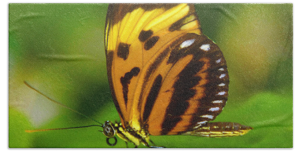 Butterfly Bath Towel featuring the photograph Butterfly in lush green by David Lee Thompson