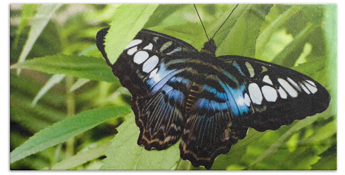 Blue Bath Towel featuring the photograph Butterfly on Leaf  by Lars Lentz