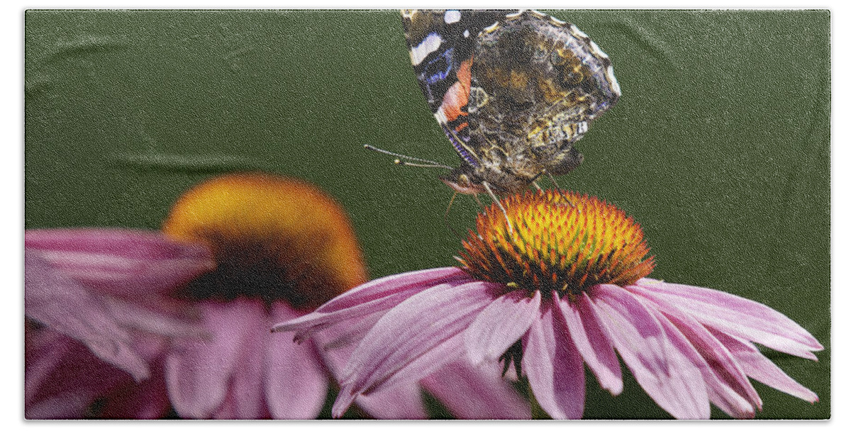 Lepidoptera Nymphalidae Hand Towel featuring the photograph Butterfly Red Admiral on Echinacea by Peter V Quenter