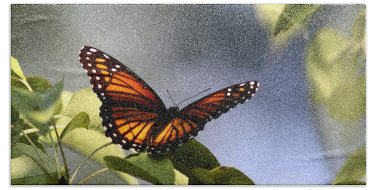 Viceroy Hand Towel featuring the photograph Butterfly - Soaking up the Sun by Travis Truelove