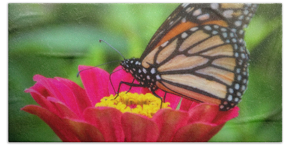Monarch Butterfly Bath Towel featuring the photograph Butterfly Zinnias by Elizabeth Winter