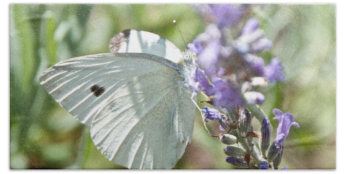 Butterfly Bath Towel featuring the photograph Cabbage White on Lavender by Kristin Hatt